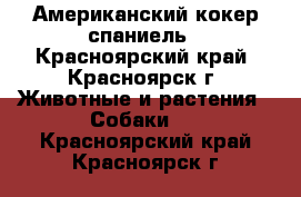 Американский кокер спаниель - Красноярский край, Красноярск г. Животные и растения » Собаки   . Красноярский край,Красноярск г.